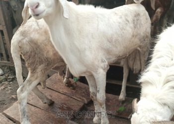 SANWOOLU FETES AREWA COMMUNITY LAGOS STATE WITH SALLAH GOODIES