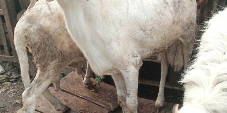 SANWOOLU FETES AREWA COMMUNITY LAGOS STATE WITH SALLAH GOODIES