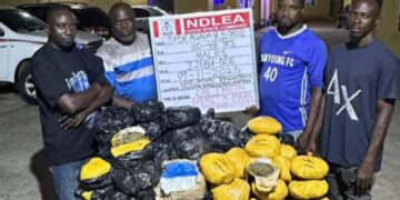 Wanted drug baron arrested as NDLEA recovers large drug shipment, forex in Lagos hideout